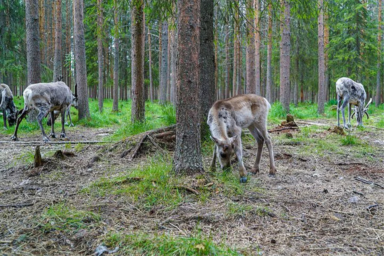 Rovaniemi: Besuch einer Rentierfarm im Sommer