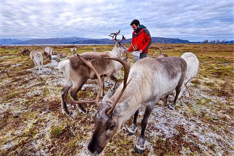 Rovaniemi: visita alla fattoria delle renne in estate