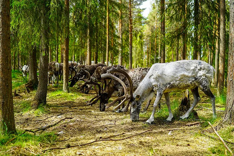 Rovaniemi: Besuch einer Rentierfarm im Sommer