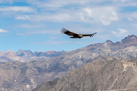 Depuis Arequipa : canyon de Colca et thermes de La Calera