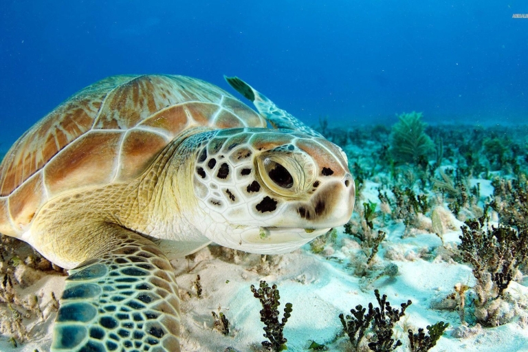 Nassau: wycieczka po Green Cay i nurkowanie z żółwiamiPrywatna wycieczka