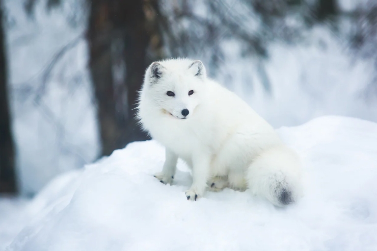 Rovaniemi: Schlittenfahrt mit arktischen Tieren & Tierpark