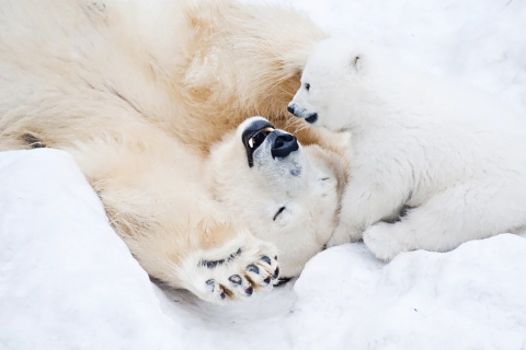 Rovaniemi: przejazd saniami ze zwierzętami arktycznymi i zoo