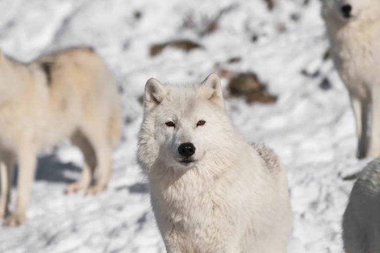 Rovaniemi : traineau avec huskies, rennes et parc zoologiqueRovaniemi : traineau avec huskies et parc zoologique