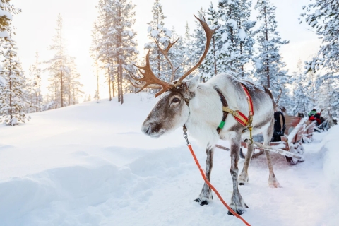 Rovaniemi: Schlittenfahrt mit arktischen Tieren & Tierpark