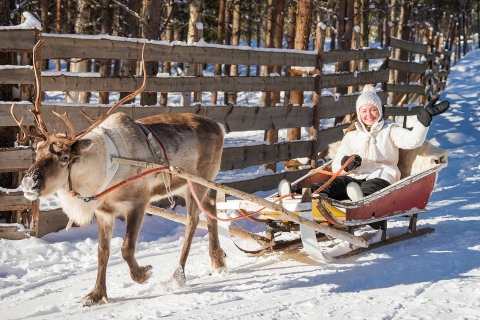Rovaniemi: paseos en trineo y zoo de Ranua