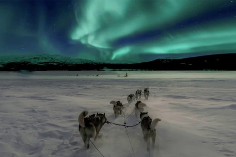 Rovaniemi: aurores boréales et balade en traîneau Husky