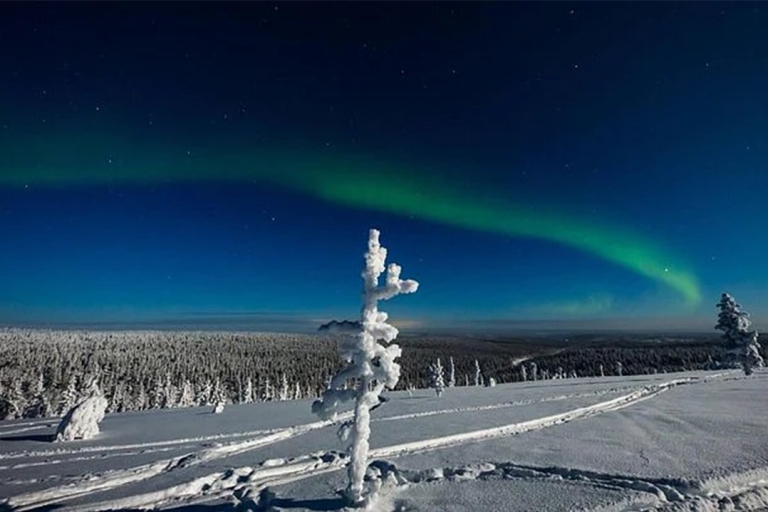 Rovaniemi: Zorza polarna i przejażdżka saniami husky
