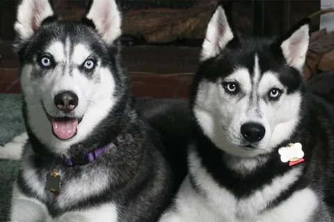 Rovaniemi: giro in Husky e visita alla fattoria per le famiglie