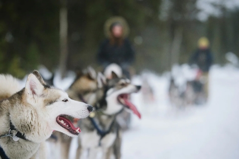 Rovaniemi : balade familiale à dos de Husky et visite de la ferme