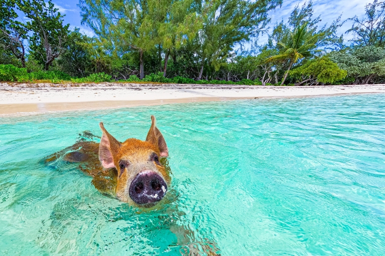 Isla de las Perlas: Playa de los Cerdos con almuerzoIsla de las Perlas: Playa de los Cerdos con almuerzo y kayak