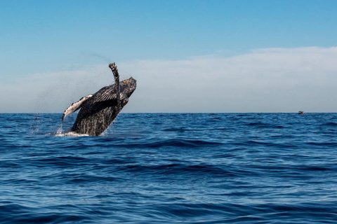 Cabo San Lucas Tour | Arch, Lover’s Beach & Whale Waching