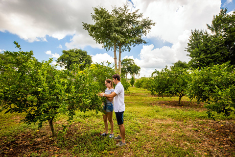 Uxmal: Private Plantations Tour in a Vintage Land Rover