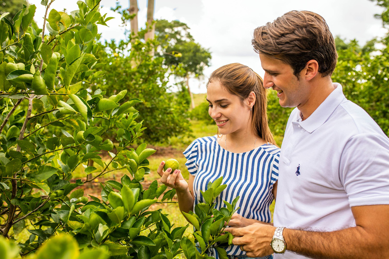 Uxmal: Privat tur till plantagerna i en gammal Land RoverUxmal: Private Plantations Tour i en vintage Land Rover