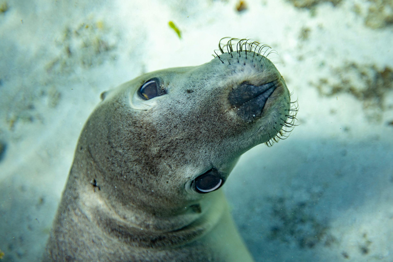 Perth: 2-Day Pinnacles, Sea Lions, and Seafood Tour