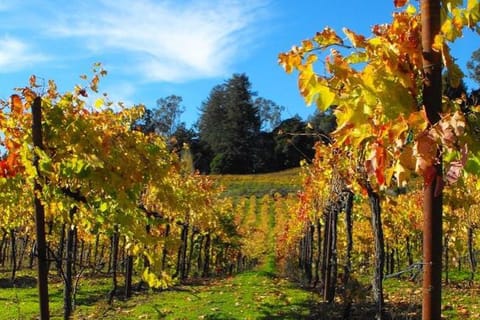 Santa Cruz: Private Custom Wine Tour with Hotel Pickup