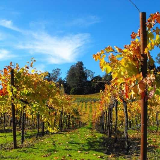 Santa Cruz: Tour privado de vino personalizado con recolección de hotel