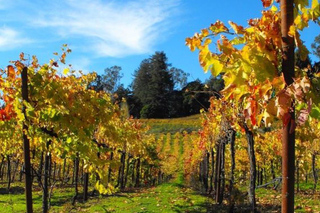 Degustazioni di vini a Santa Cruz (California)