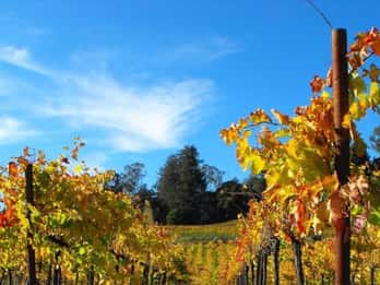 Santa Cruz : Visite privée et personnalisée du vignoble avec ramassage à l'hôtel