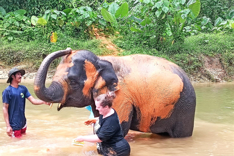 Khaolak: Santuário de elefantes com centro de conservação de tartarugasKhaolak: Excursão Privada de Conservação de Elefantes e Tartarugas Marinhas