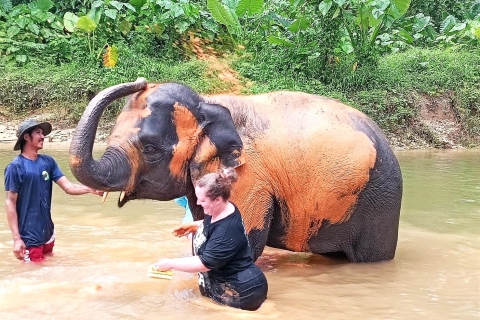 Van Phuket: privétour olifanten- en zeeschildpaddenbehoud