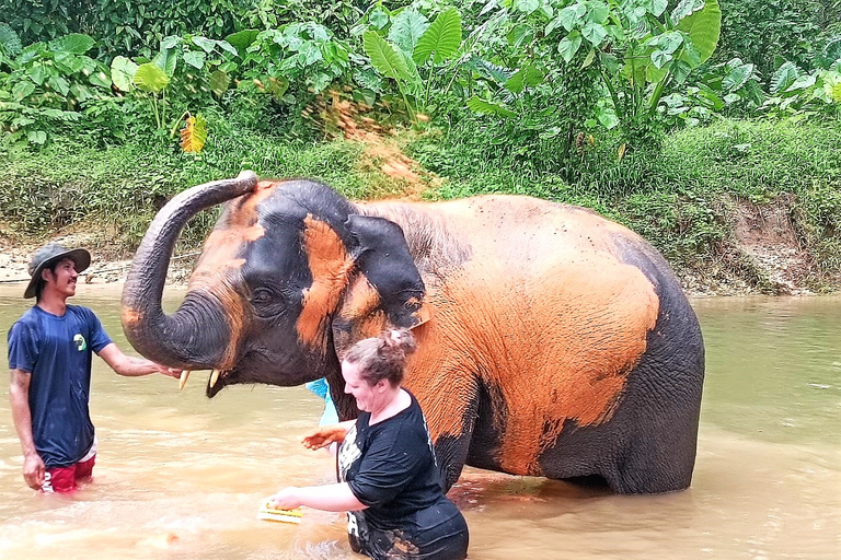 Från Phuket: Privat tur för bevarande av elefanter och havssköldpaddorFrån Phuket: Privat tur till Phuket: Bevarande av elefanter och havssköldpaddor