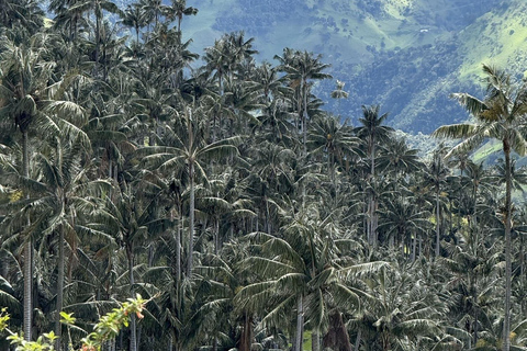 La Carbonera Adventure: Hiking & Horseback Riding in the Andean Palm Forest Salento: Tour to La Carbonera and the wax palm forest