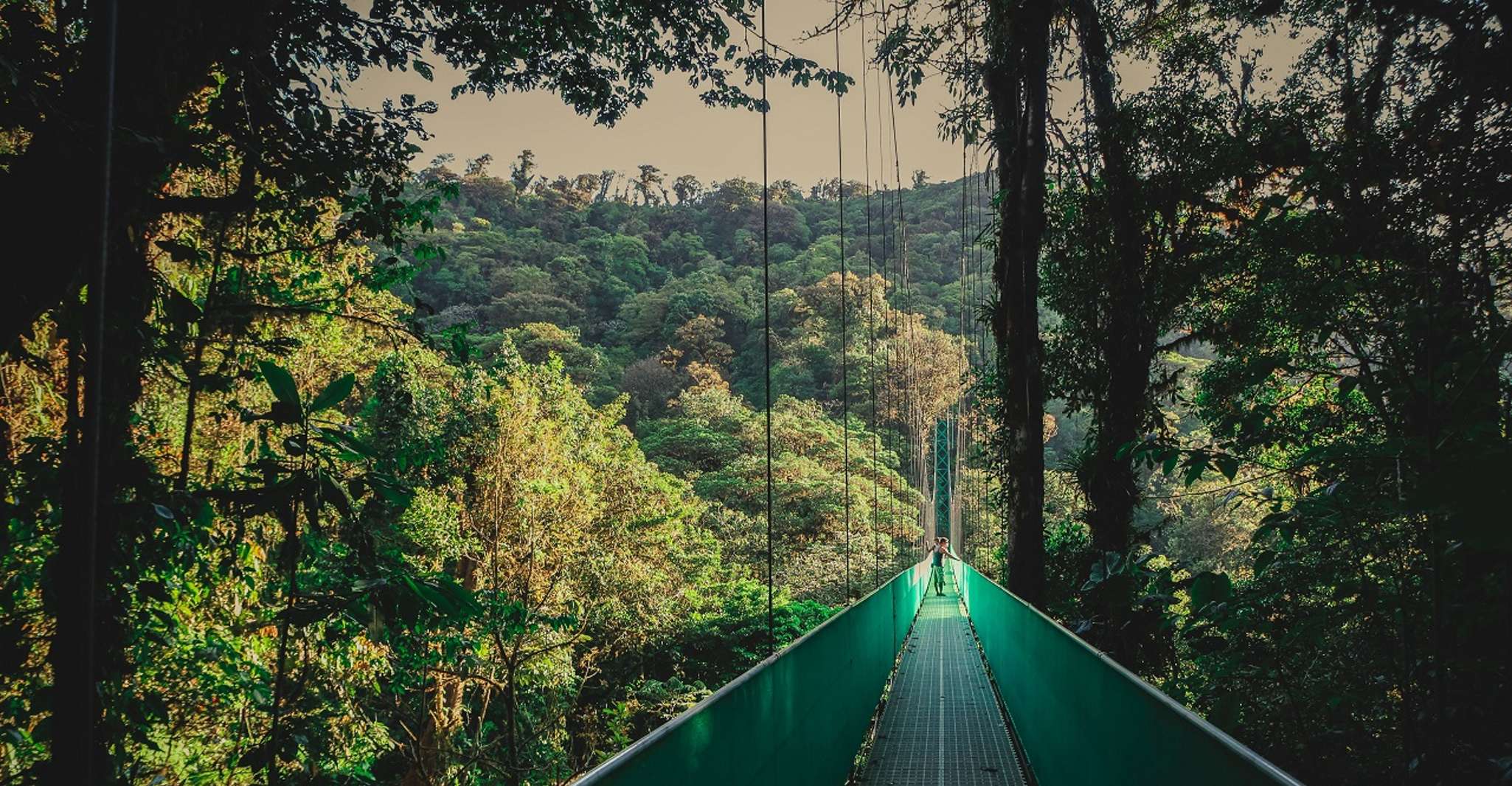 From Monteverde, Monteverde Suspension Bridge Guided Hike - Housity