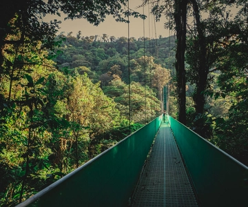 From Monteverde: Monteverde Suspension Bridge Guided Hike