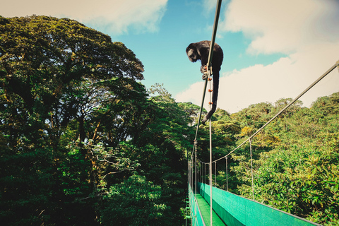 Desde Monteverde: Caminata guiada por el Puente Colgante de MonteverdePaseo por el cielo desde Monteverde