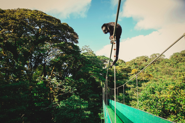 Desde Monteverde: Caminata guiada por el Puente Colgante de MonteverdePaseo por el cielo desde Monteverde