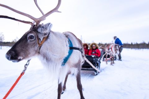 Rovaniemi: visita alla fattoria delle renne artiche con safari delle renne