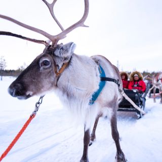 Rovaniemi: Besuch einer arktischen Rentierfarm mit Rentier-Safari
