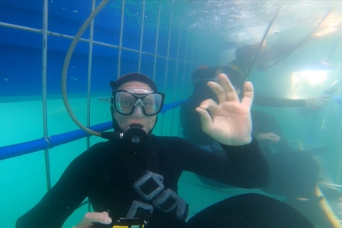 Shark Cage Hookah DiveTour from Cape Town