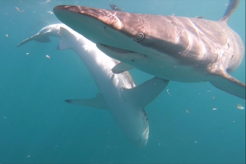 Inmersión en jaula de tiburonesExcursión desde Hermanus