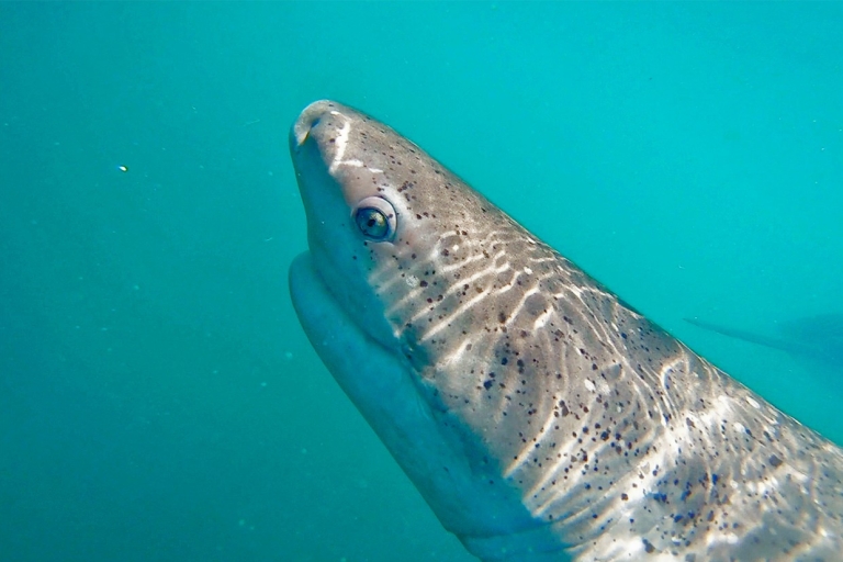 Nurkowanie z sziszą w klatce rekinaWycieczka z Kapsztadu