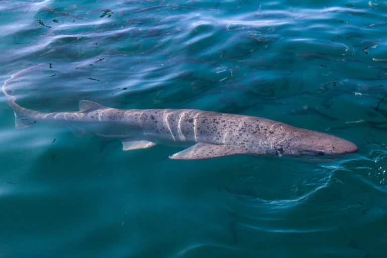 Inmersión en jaula de tiburonesExcursión desde Hermanus