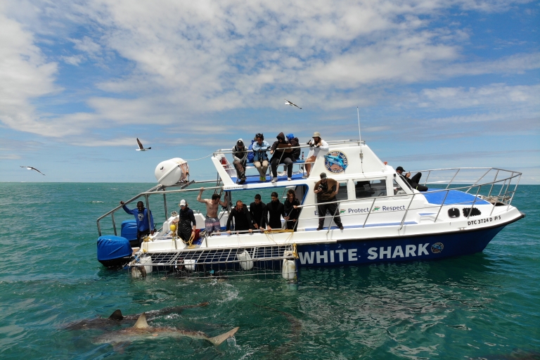 Nurkowanie z sziszą w klatce rekinaWycieczka z Kapsztadu