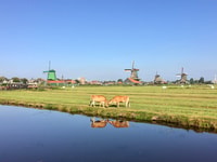 Dörfer & Windmühlen Zaanse Schans Small Group Tour - Hizvo