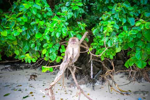 Phuket: Phi Phi Tour by Speedboat & Lunch Buffet
