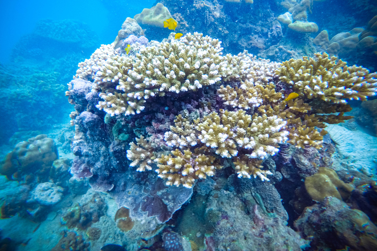 Îles Phi Phi et Bamboo : excursion d'une journée premium avec déjeuner en bord de merPhuket : îles Phi Phi avec déjeuner en bord de mer