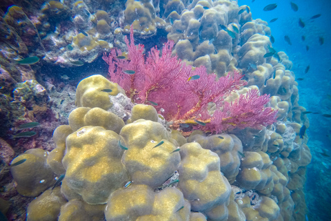 Îles Phi Phi et Bamboo : excursion d'une journée premium avec déjeuner en bord de merPhuket : îles Phi Phi avec déjeuner en bord de mer