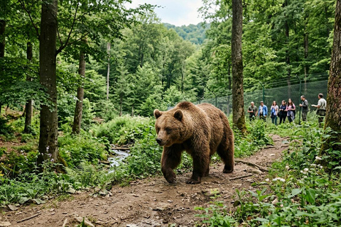 Bucharest: Dracula Castle, Bear Sanctuary & Medieval Brasov Entrance tickets: Dracula, Bear Sanctuary and Brasov