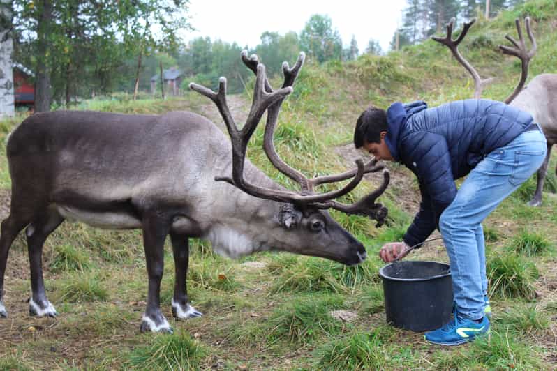 Rovaniemi: Vizită la ferma de reni cu transfer la hotel | GetYourGuide