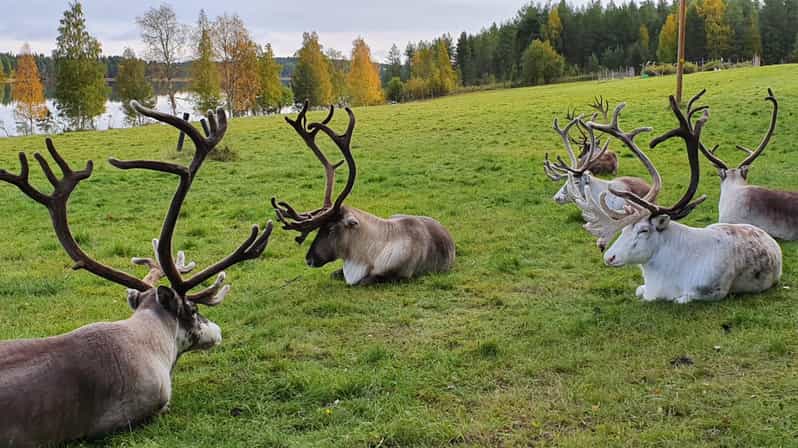 Rovaniemi: Vizită la ferma de reni cu transfer la hotel | GetYourGuide