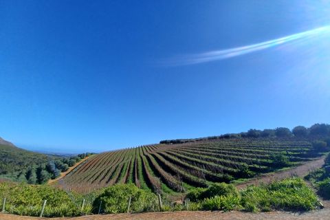 Cape Town: Stellenbosch Wine Half-Day Tour