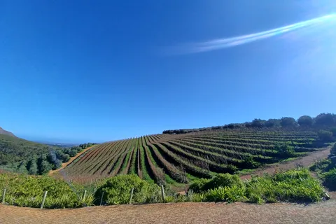Kapstadt: Stellenbosch Wein Halbtagestour
