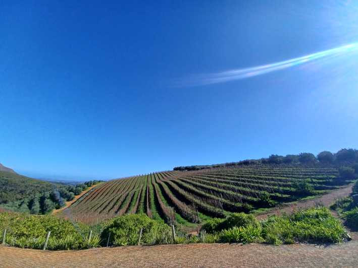 Cape Town: Stellenbosch Wine Half-Day Tour