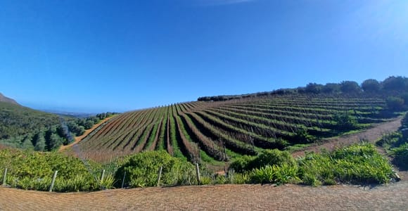 Kapstadt: Halbtagestour nach Stellenbosch