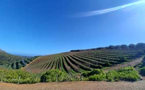 UNCORK THE CAPE : Stellenbosch Halfday wine tour